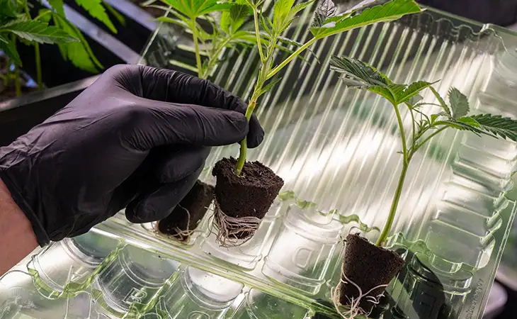 Cannabis Stecklinge im Set