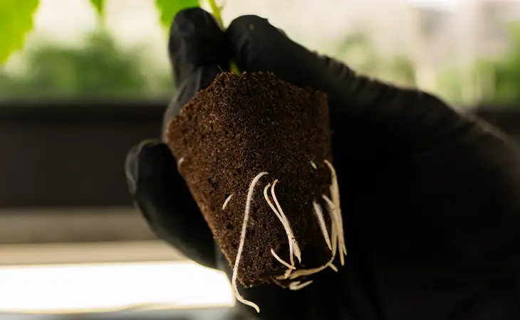 Stark bewurzelte Cannabis Stecklinge kaufen