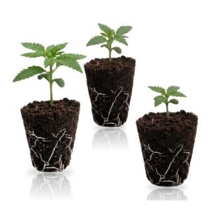 Autoflower Bestseller Set: drei Autoflower-Sämlinge im Jiffy