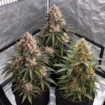 Cali Autoflower Set in der Growbox Die drei Pflanzen aus dem Cali Autoflower Set gemeinsam in einer Growbox, kompakt und fast gleichzeitig erntereif (KI-Symbolbild)