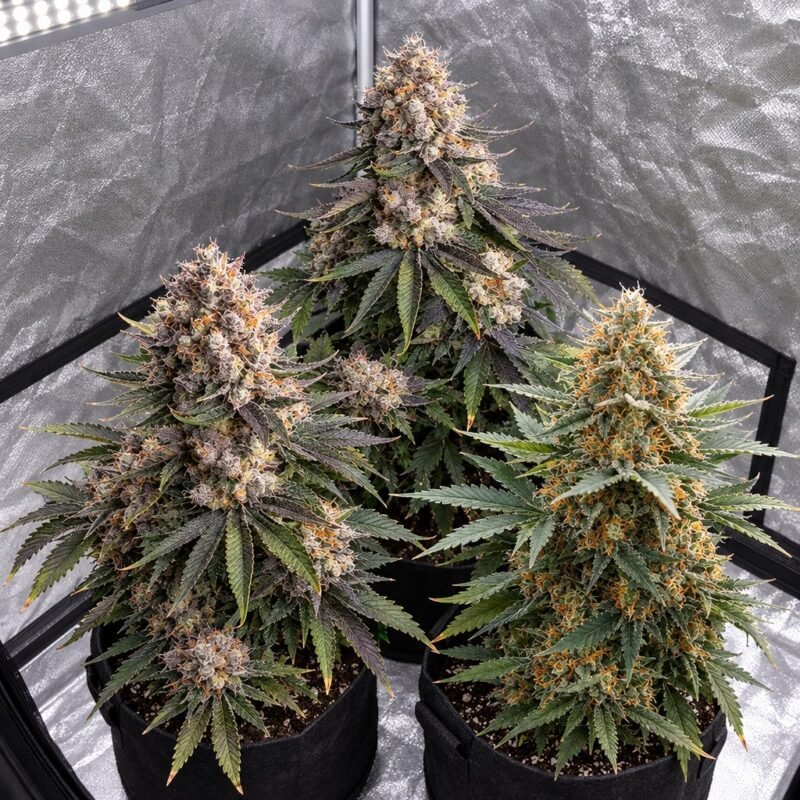 Die drei Pflanzen aus dem Cali Autoflower Set gemeinsam in einer Growbox, kompakt und fast gleichzeitig erntereif (KI-Symbolbild)
