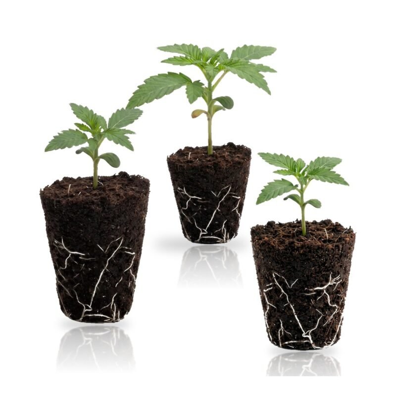 Cali Autoflower Set Cali Autoflower Set: drei Autoflower-Sämlinge im Jiffy