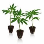 cali weed steckling set stecklinge