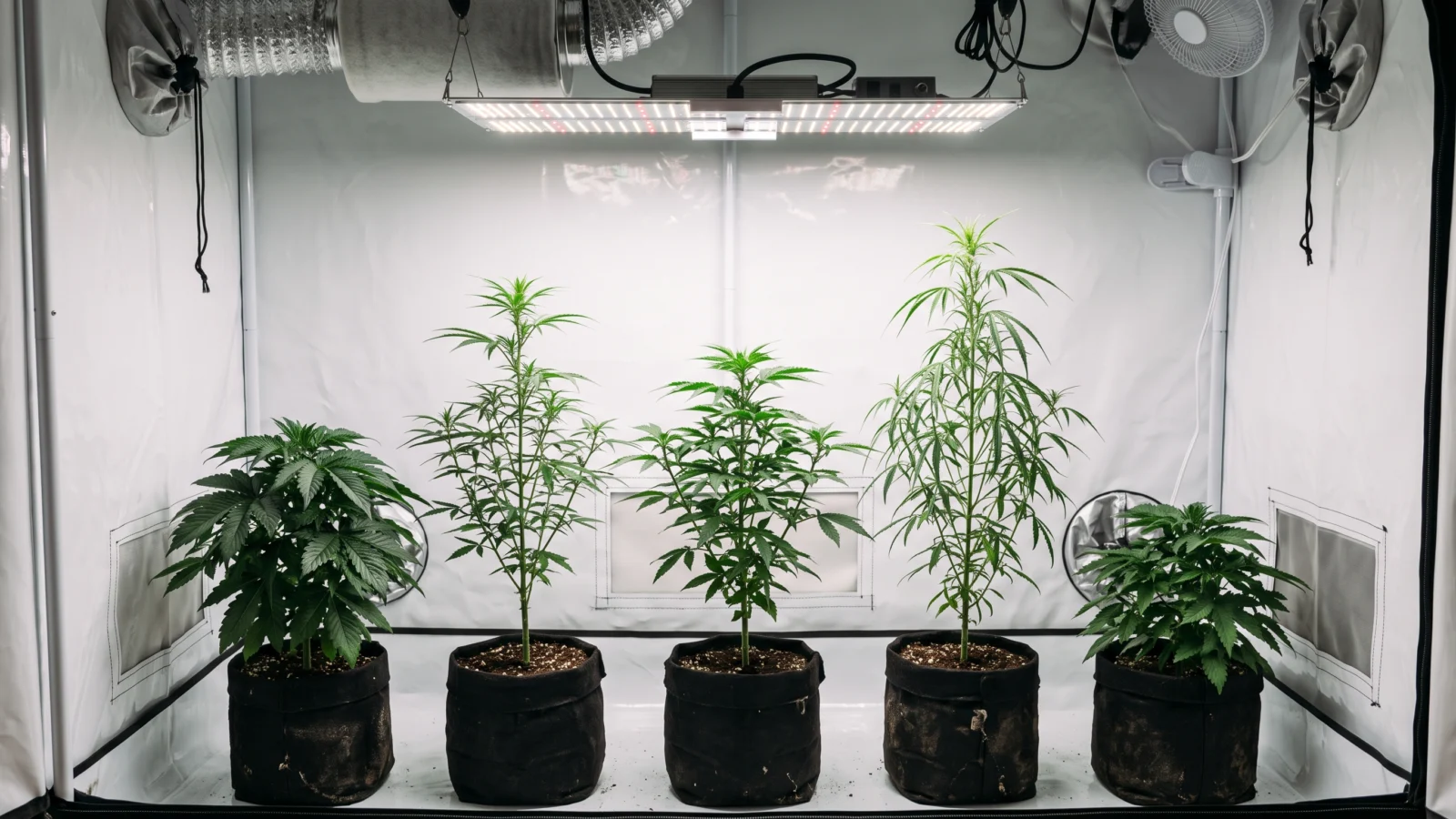 Top 5 Cannabissorten: fünf kompakte Sorten im Indoor-Growzelt