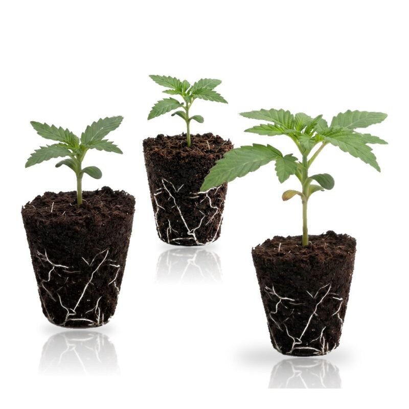 Express Autoflower Set: drei Autoflower-Sämlinge im Jiffy