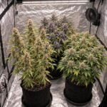Die drei Pflanzen aus dem Fruity Autoflower Set gemeinsam in einer Growbox (KI-Symbolbild)