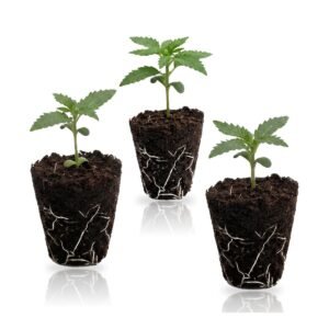 Fruity Autoflower Set: drei Autoflower-Sämlinge im Jiffy