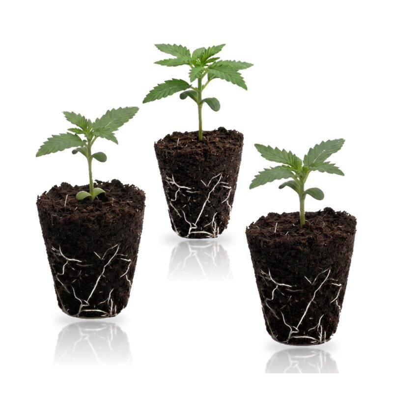 Fruity Autoflower Set: drei Autoflower-Sämlinge im Jiffy
