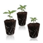 High THC Autoflower Set: drei Autoflower-Sämlinge im Jiffy