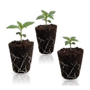 High THC Autoflower Set: drei Autoflower-Sämlinge im Jiffy