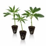 high thc steckling set stecklinge