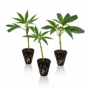 High THC Steckling Set: drei bewurzelte Stecklinge im Jiffy