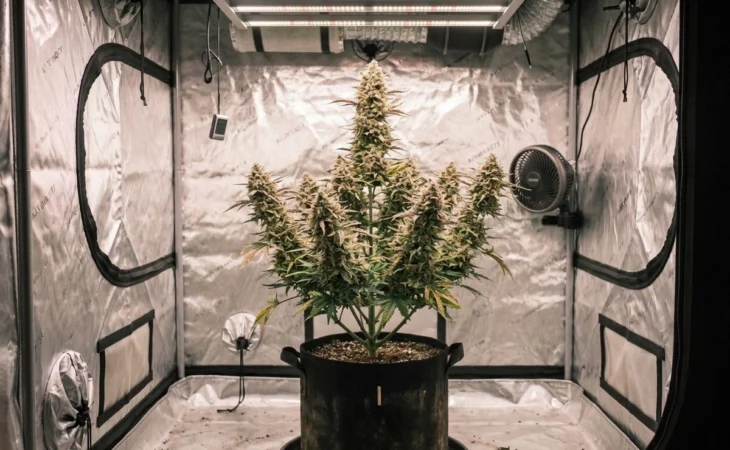 Cali Autoflower Sämlinge kaufen